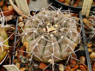 semena Gymnocalycium kozelskyanum La Rioja