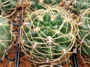semena Gymnocalycium monvillei (2)