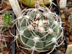 semena Gymnocalycium nigriareolatum v simoi