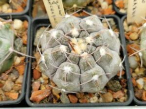semena Gymnocalycium prochazkianum