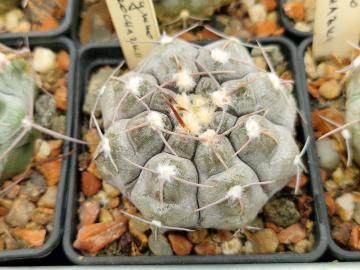 semena Gymnocalycium prochazkianum