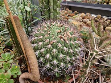 semena Gymnocalycium saglionis (1)