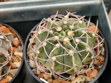 semena Gymnocalycium vatteri MT 07-159