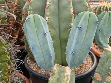 Myrtillocactus geometrizans