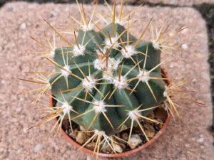 Melocactus sp 2