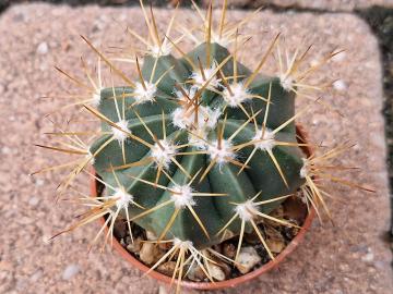 Melocactus sp 2