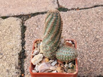 Mediolobivia pygmaea v diersiana f minor