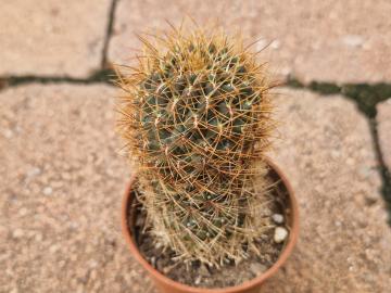 Sulcorebutia sp 1