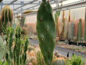 20250913_165748_9007 Opuntia sp 20
