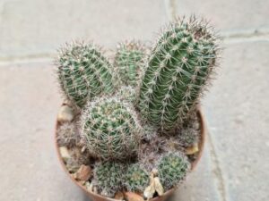 Lobivia aurea v shaferii (1)