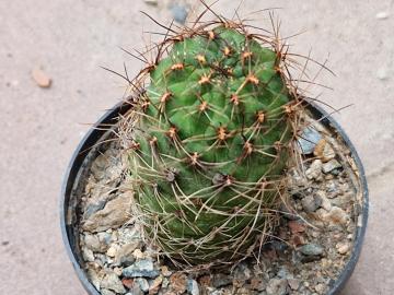 Sulcorebutia sp 9