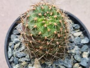 Sulcorebutia sp 10