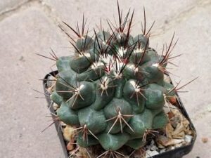 20251011_145319_9045 Thelocactus sp 4