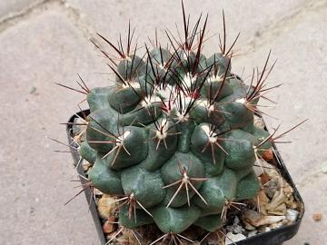 Thelocactus sp 4