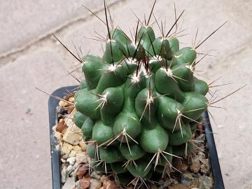 Thelocactus sp 5