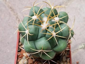 Thelocactus sp 7