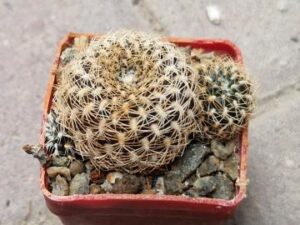 Sulcorebutia sp 13