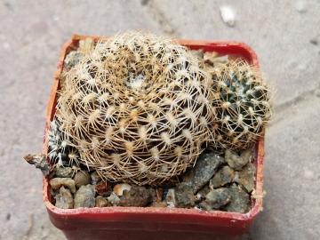Sulcorebutia sp 13