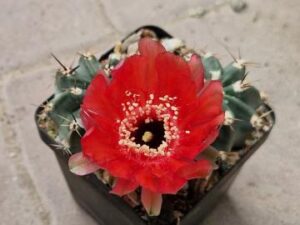 Lobivia pugionacantha v culpinensis