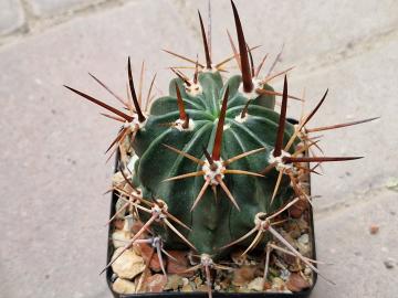 Lobivia ferox v pictiflora
