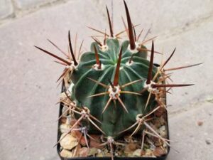 20251011_151755_9055 Lobivia ferox v pictiflora