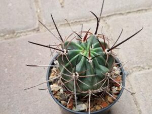 20251011_152219_9057 Lobivia ferox v wilkeae