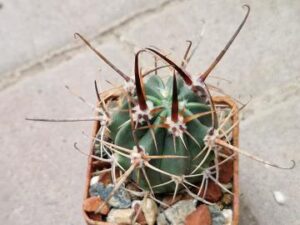 20251011_152916_9063 Lobivia ferox (2)