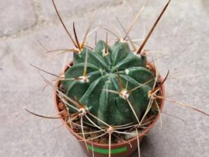 Lobivia chrysochete v tenuispina