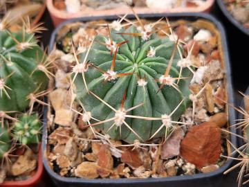 Lobivia lateritia v winkleriana