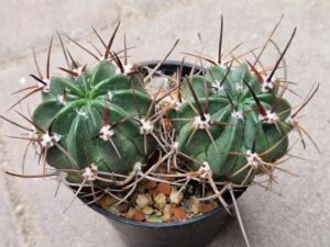 20251011_153730_9067 Lobivia pentlandii