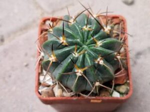 Lobivia tegeleriana v incuiensis