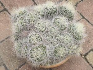 Mammillaria camptotricha ?