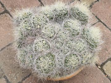 Mammillaria camptotricha ?