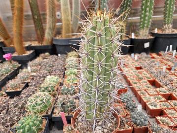 Trichocereus sp 1