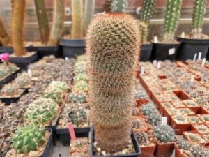 Mammillaria sp 10