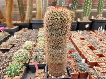 Mammillaria sp 10