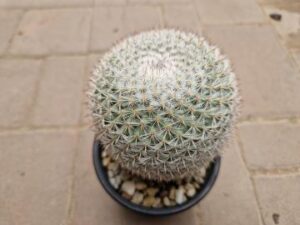 Mammillaria sp 11