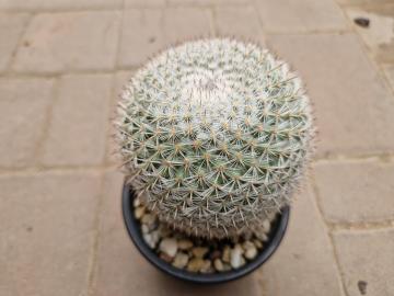 Mammillaria sp 11