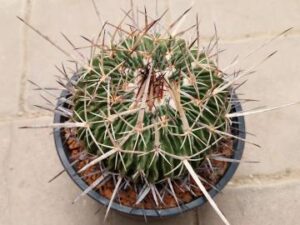 20251025_101727_9079 Echinofossulocactus sp 1