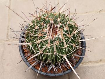 Echinofossulocactus sp 1