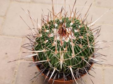 Echinofossulocactus sp 2