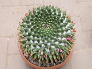 Mammillaria sp 13