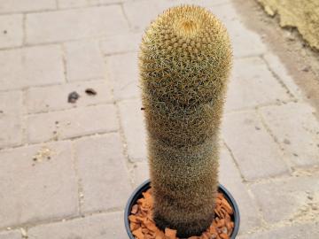 Mammillaria sp 12