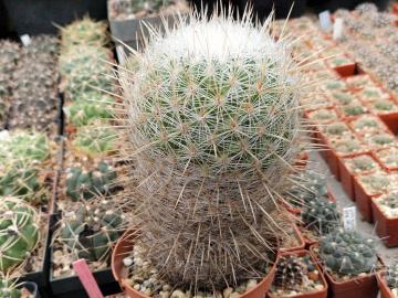 Thelocactus conothelos (1)
