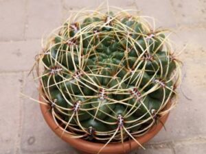 20251025_155712_9094 Gymnocalycium monvillei (4)