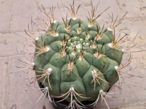 Gymnocalycium sp 11