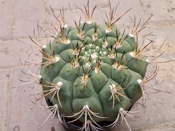 Gymnocalycium sp 11