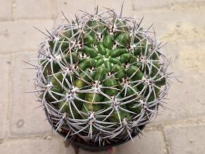 20251025_155756_9090 Gymnocalycium horridispinum