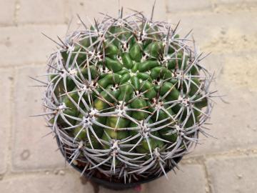 Gymnocalycium horridispinum