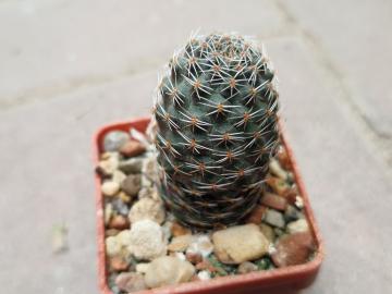 Mediolobivia canacruzensis